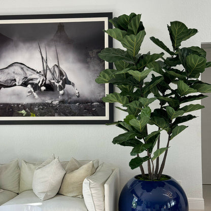 30″ Blue  Globe Planter with Fiddle Tree
