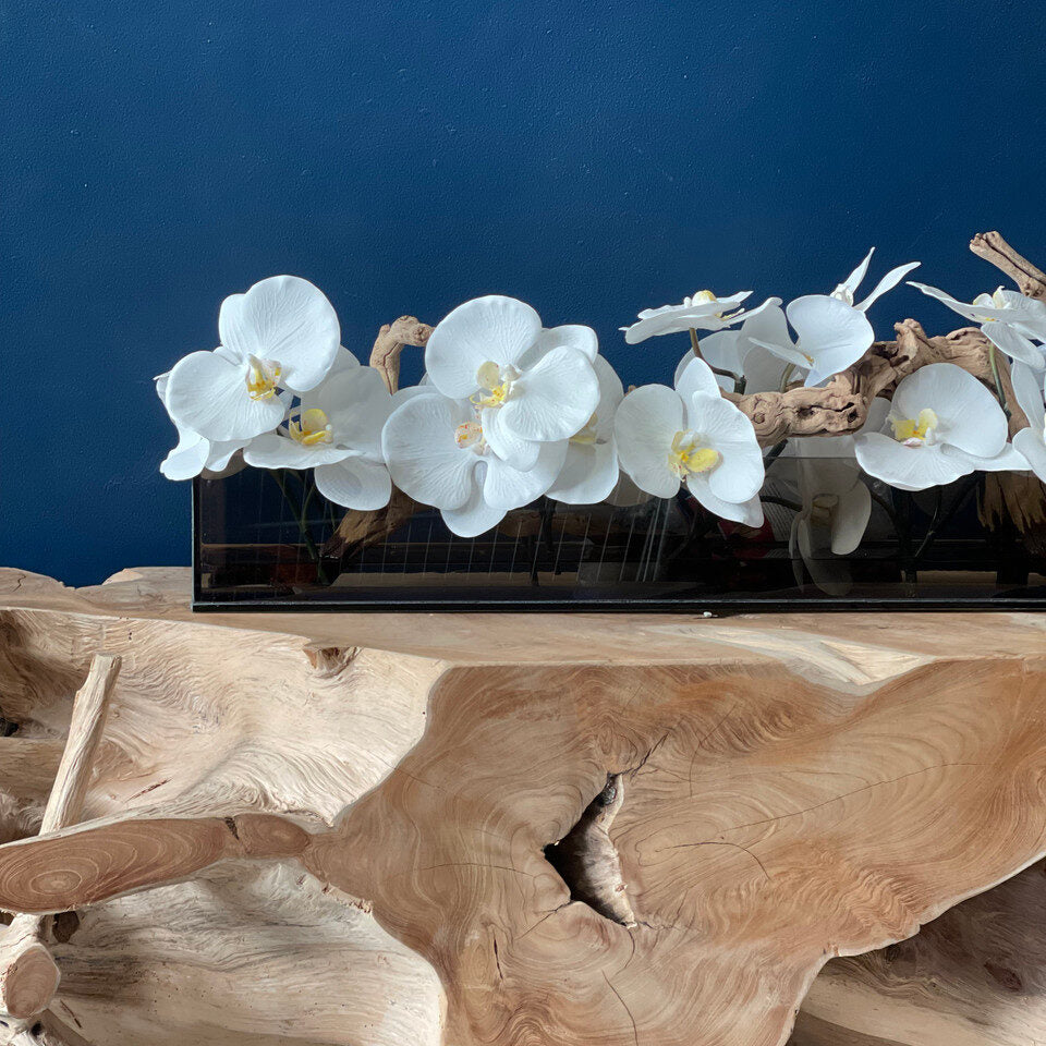 48″ Casa Moderna Black Tinted Glass Plate Planter with white Phalaenopsis orchids