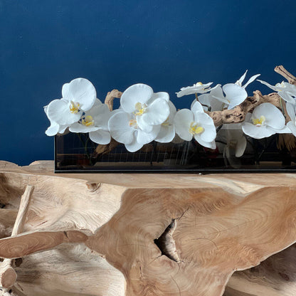 48″ Casa Moderna Black Tinted Glass Plate Planter with white Phalaenopsis orchids